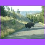 Bison Blocking Traffic.jpg